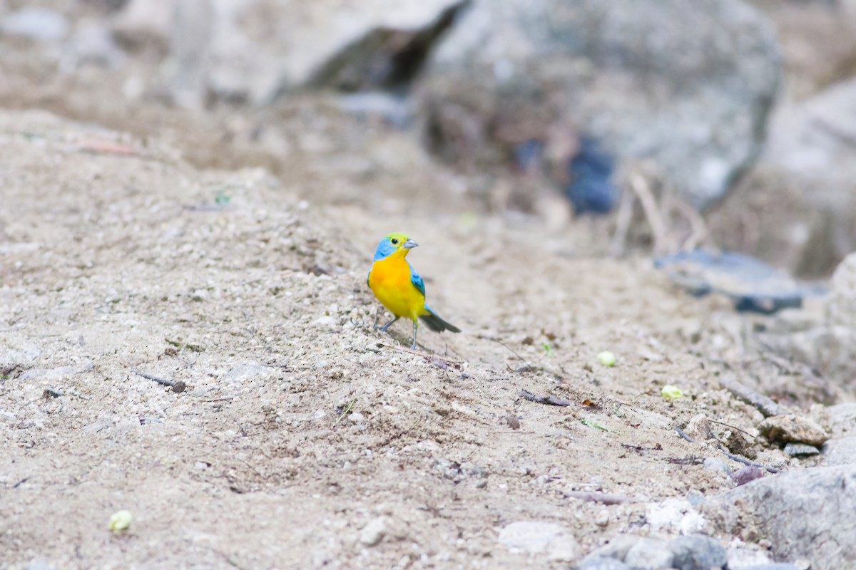 Orange-breasted Bunting - ML638740151