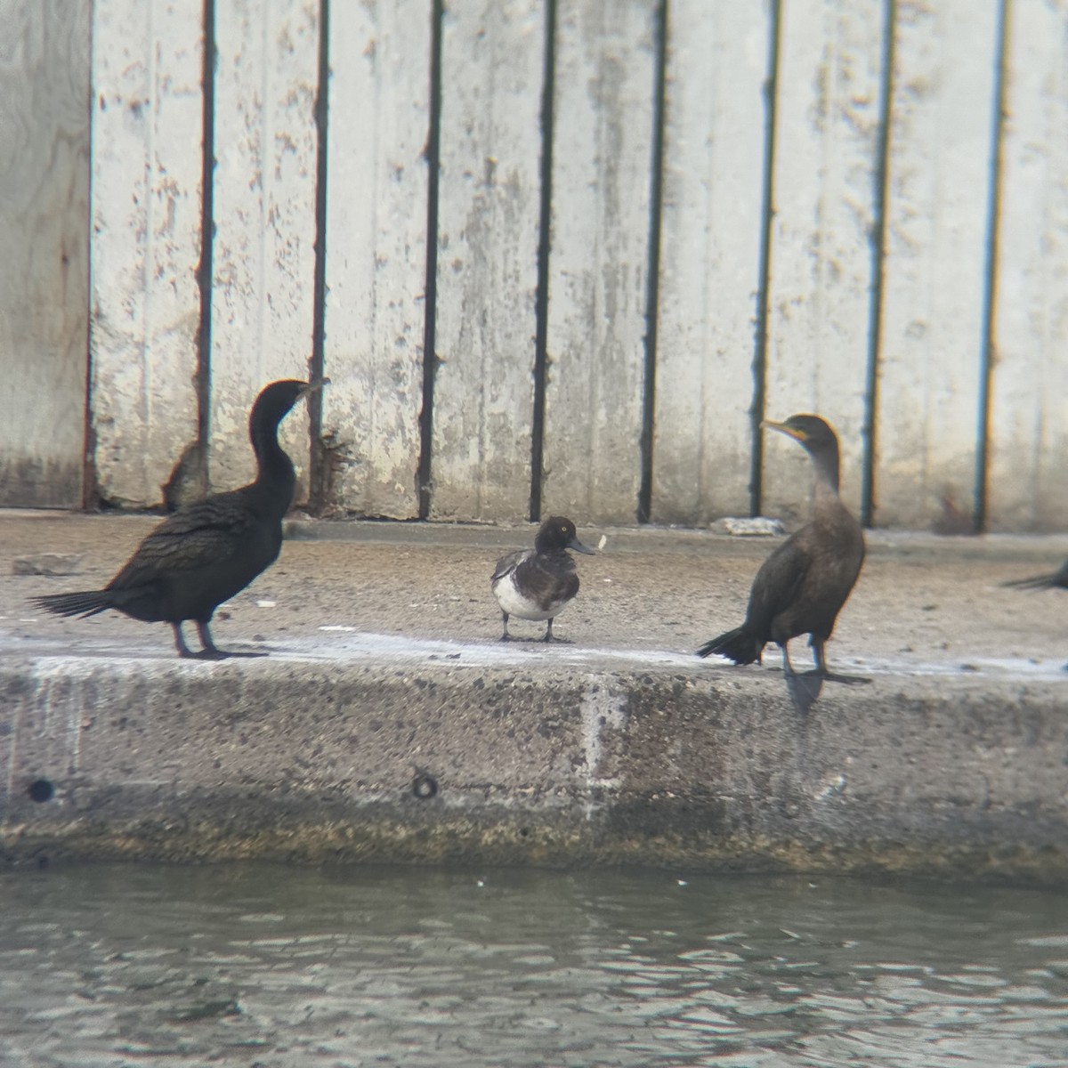 Lesser Scaup - ML638740163