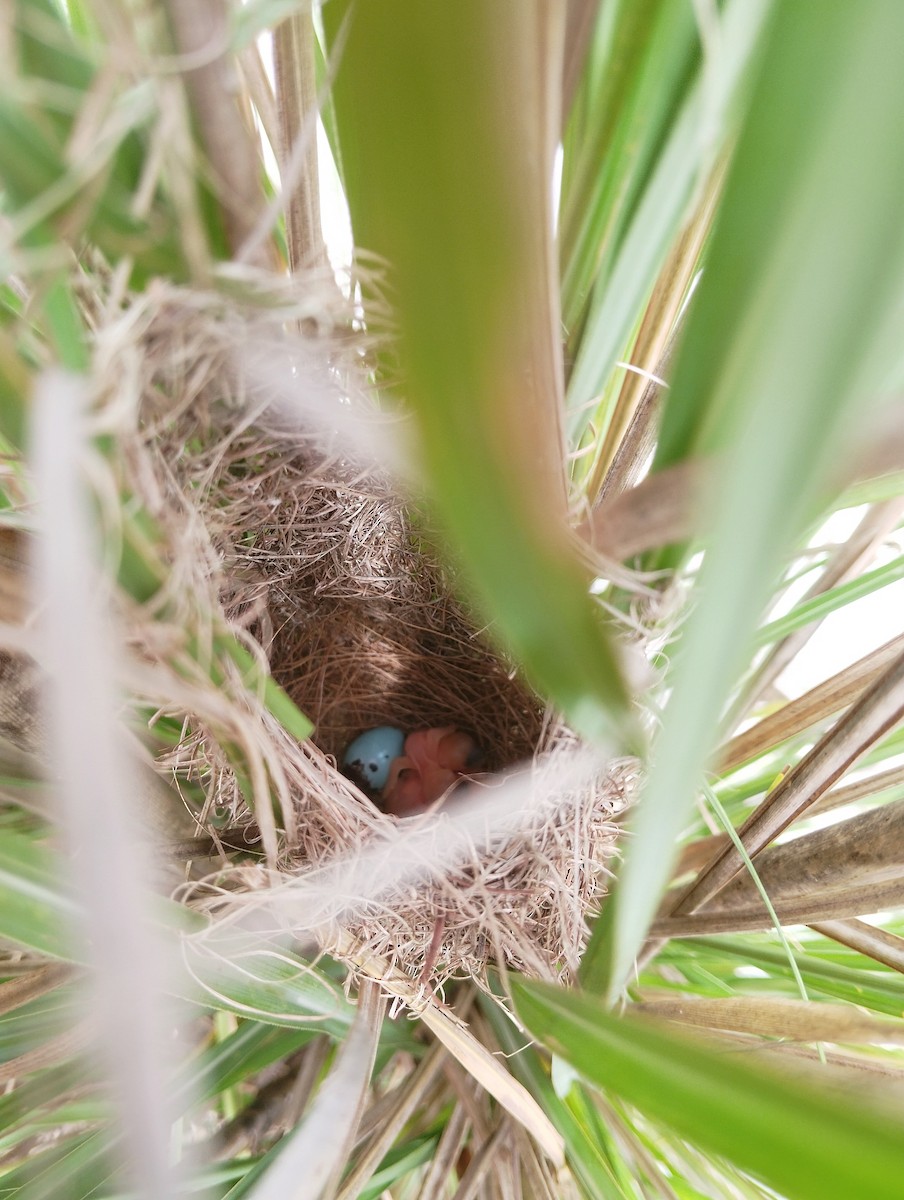 Plain Prinia - ML638740165