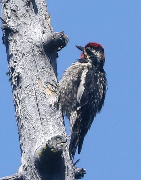 Red-naped Sapsucker - ML638740176