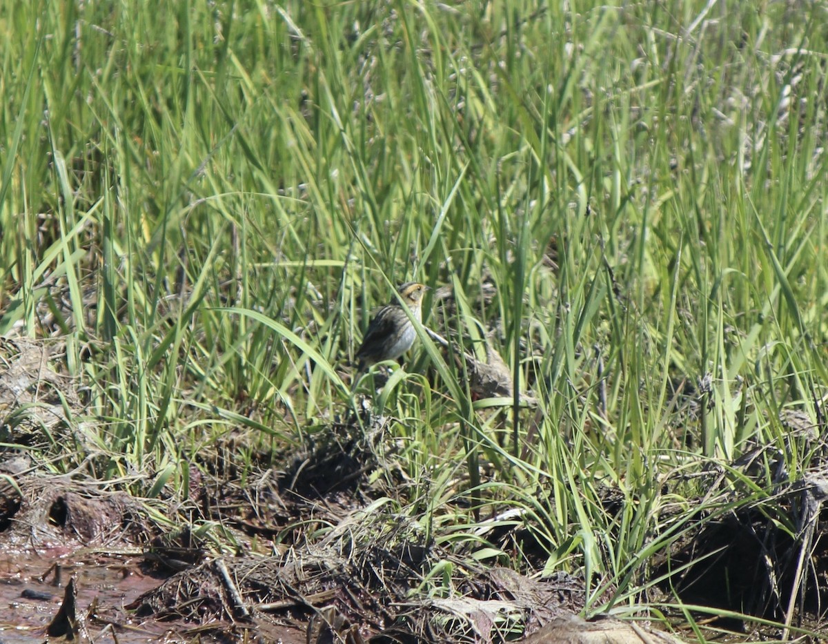 Saltmarsh Sparrow - ML638740188