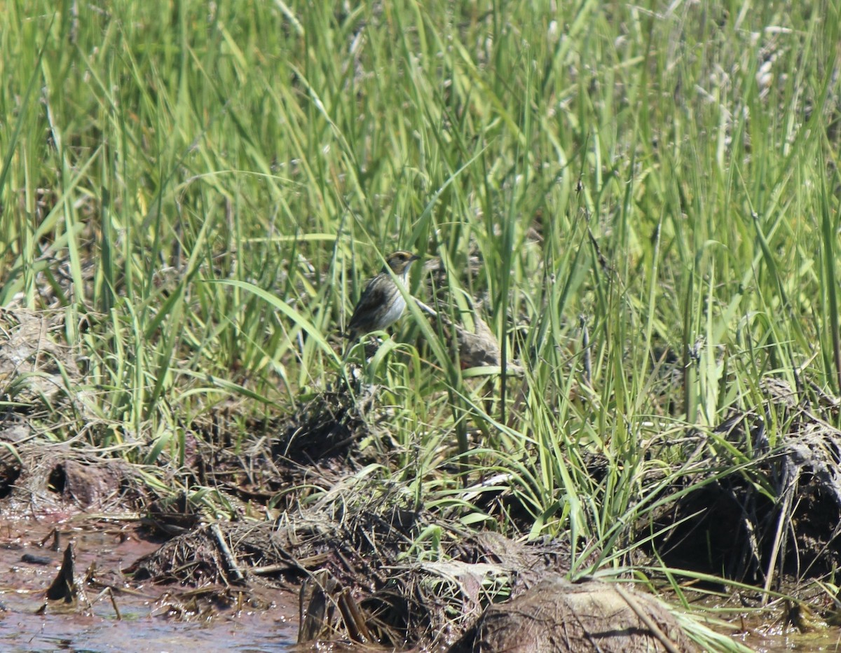 Saltmarsh Sparrow - ML638740189