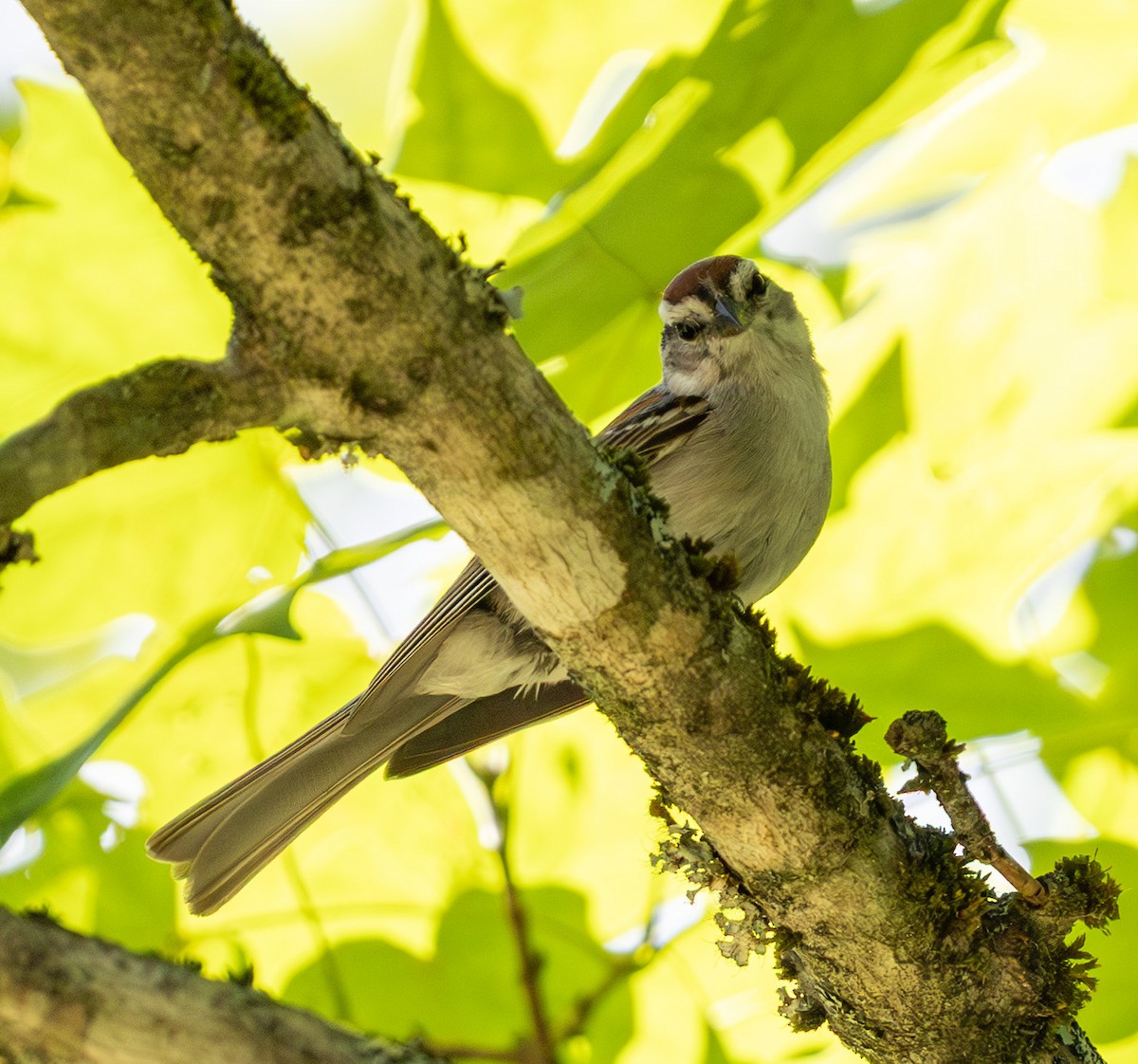 Chipping Sparrow - ML638740203