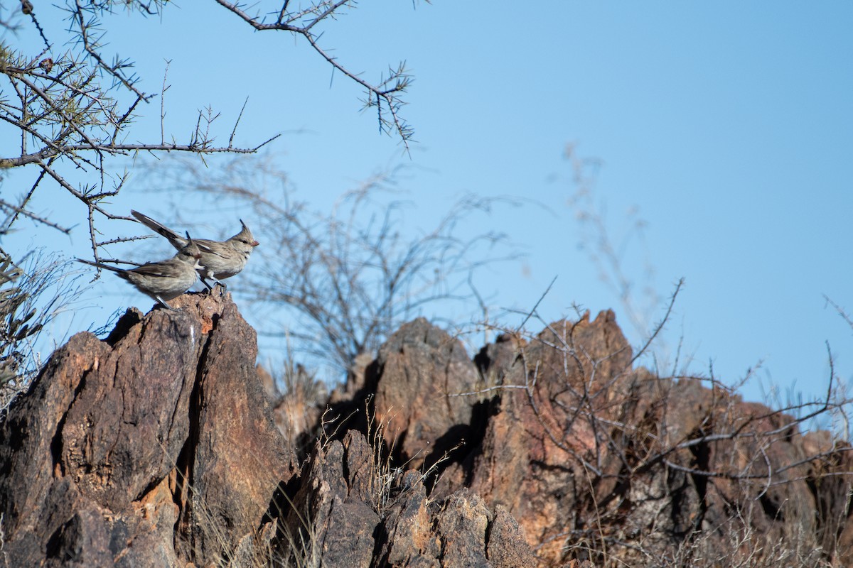 Chirruping Wedgebill - ML638740207