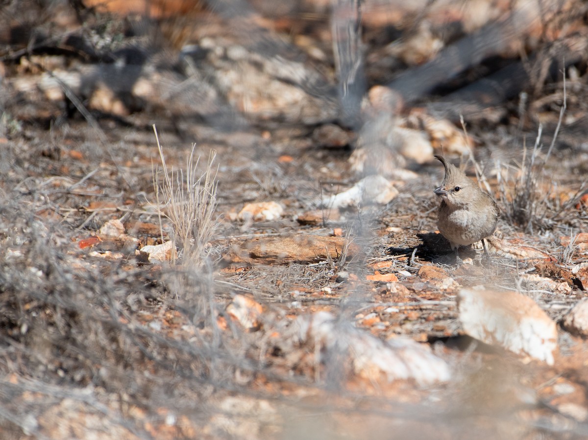 Chirruping Wedgebill - ML638740209