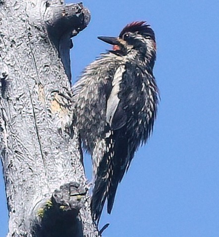 Red-naped Sapsucker - ML638740215
