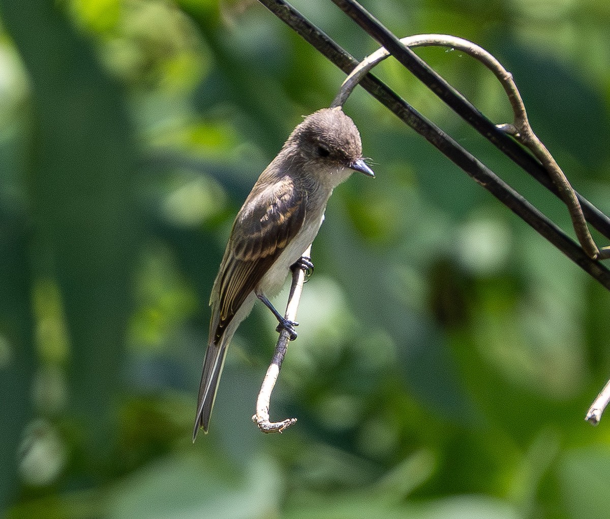 Eastern Phoebe - ML638740225