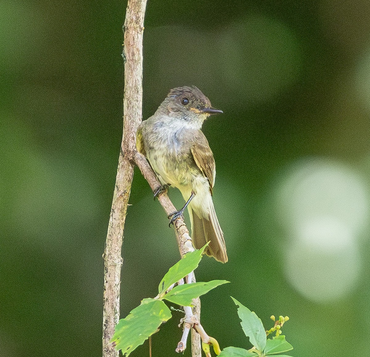 Eastern Phoebe - ML638740226