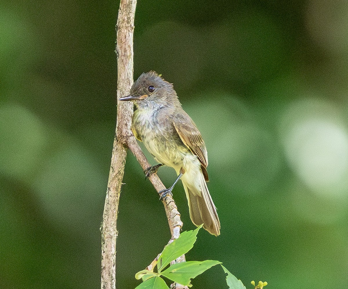 Eastern Phoebe - ML638740227