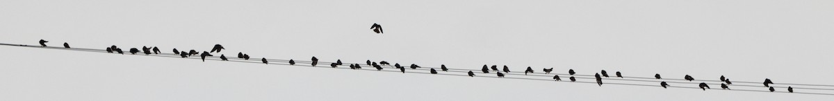 Cliff Swallow - ML638740228