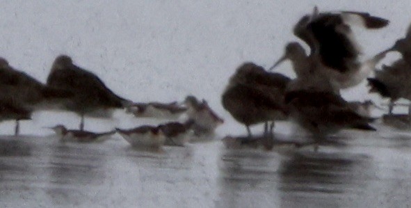 Phalarope de Wilson - ML638740241