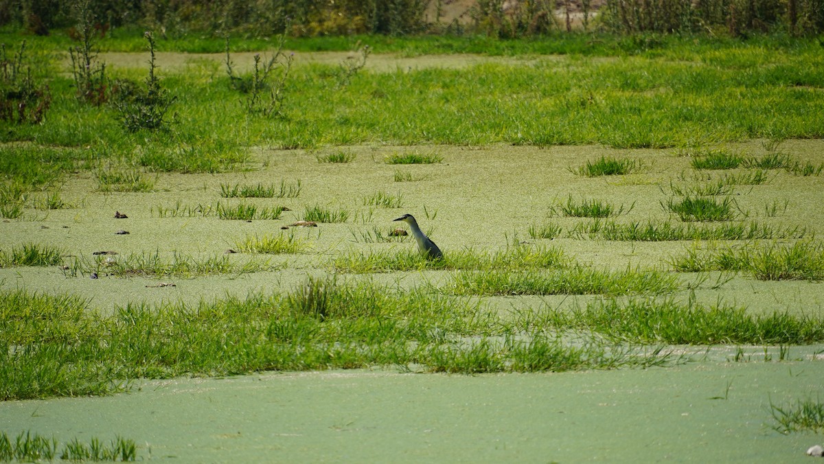 Black-crowned Night Heron - ML638740261