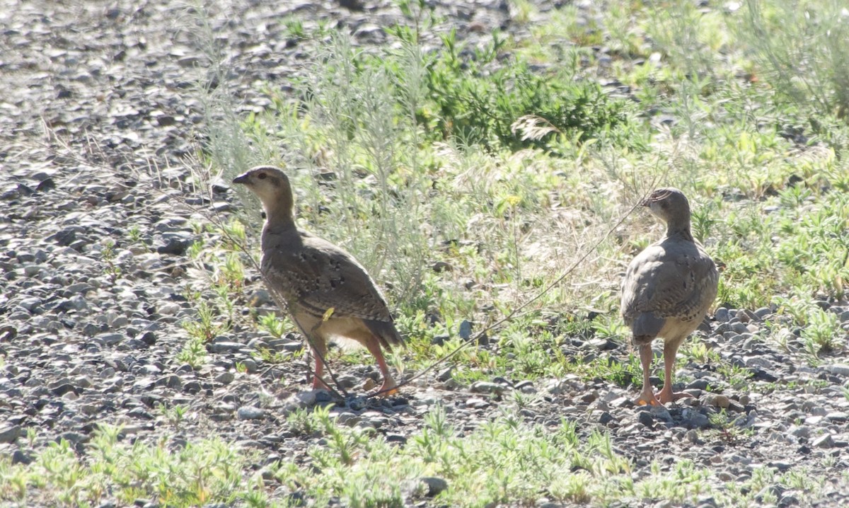 Chukar - ML638740263