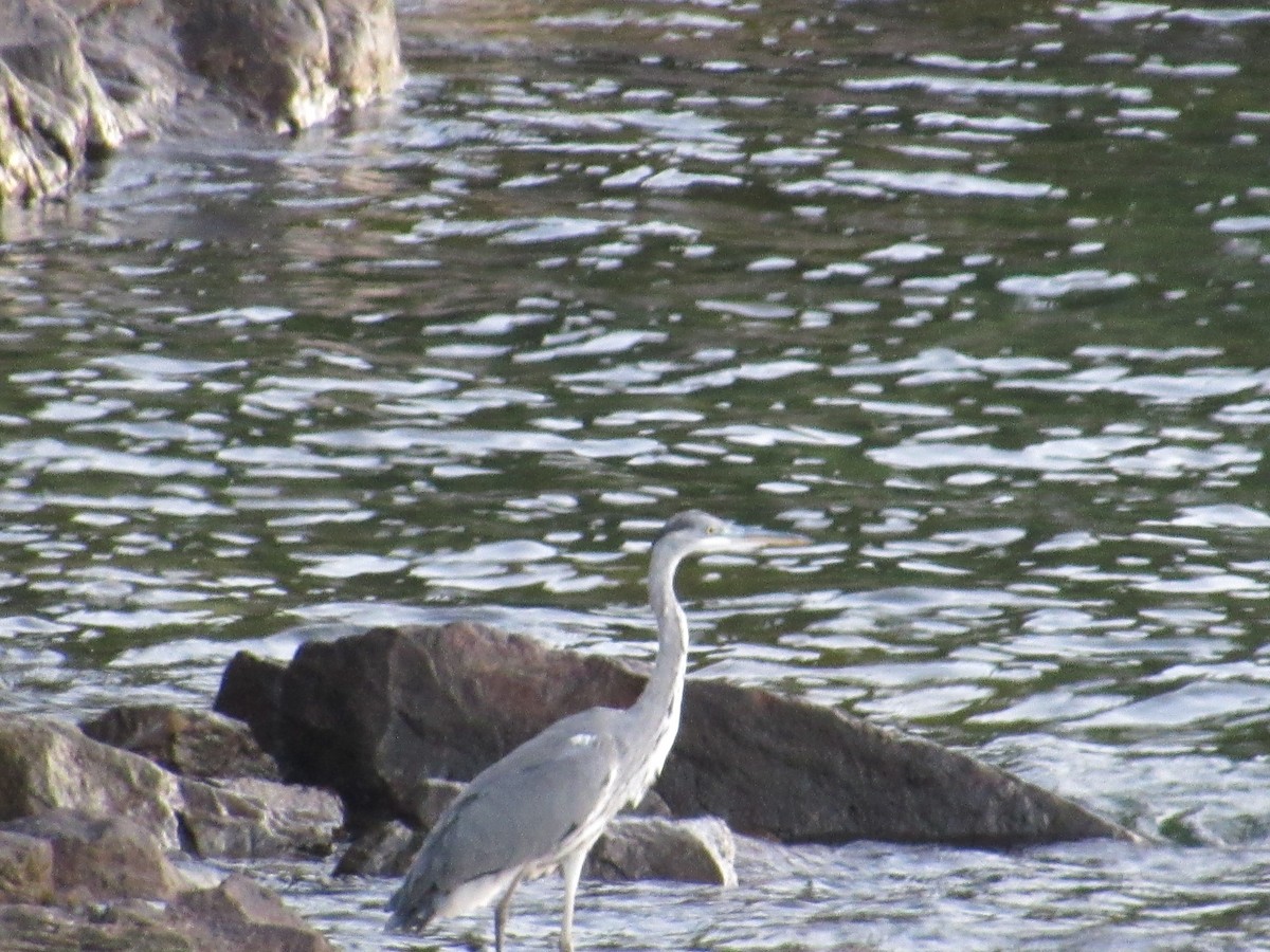 Gray Heron - ML638740265