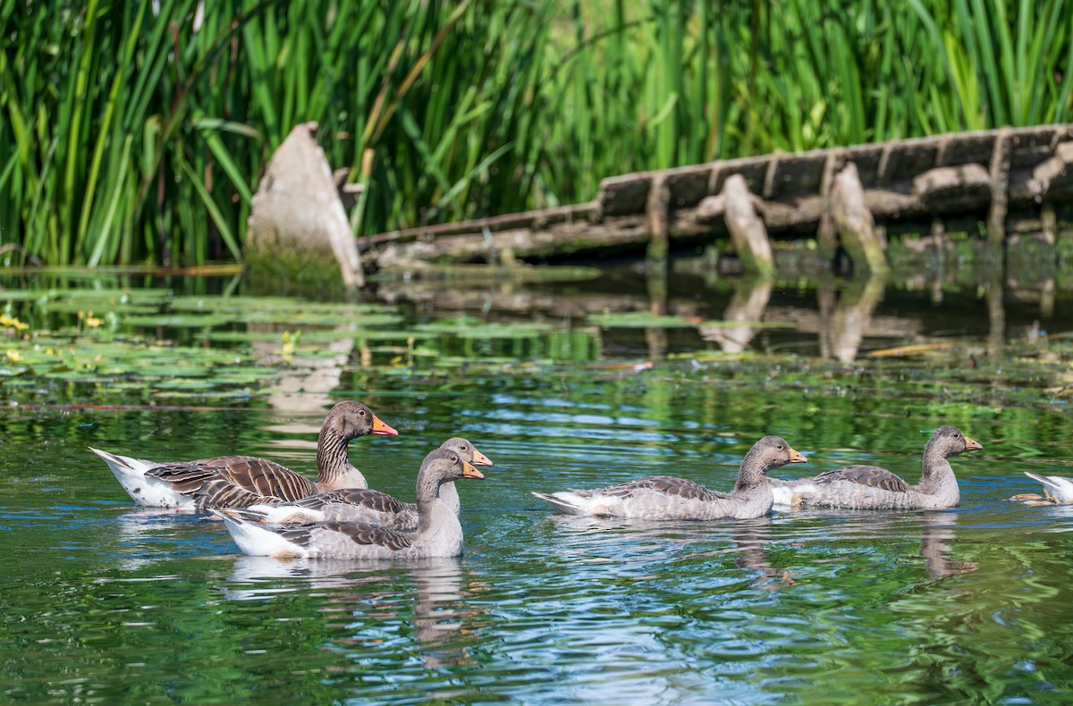 Graylag Goose - ML638740269