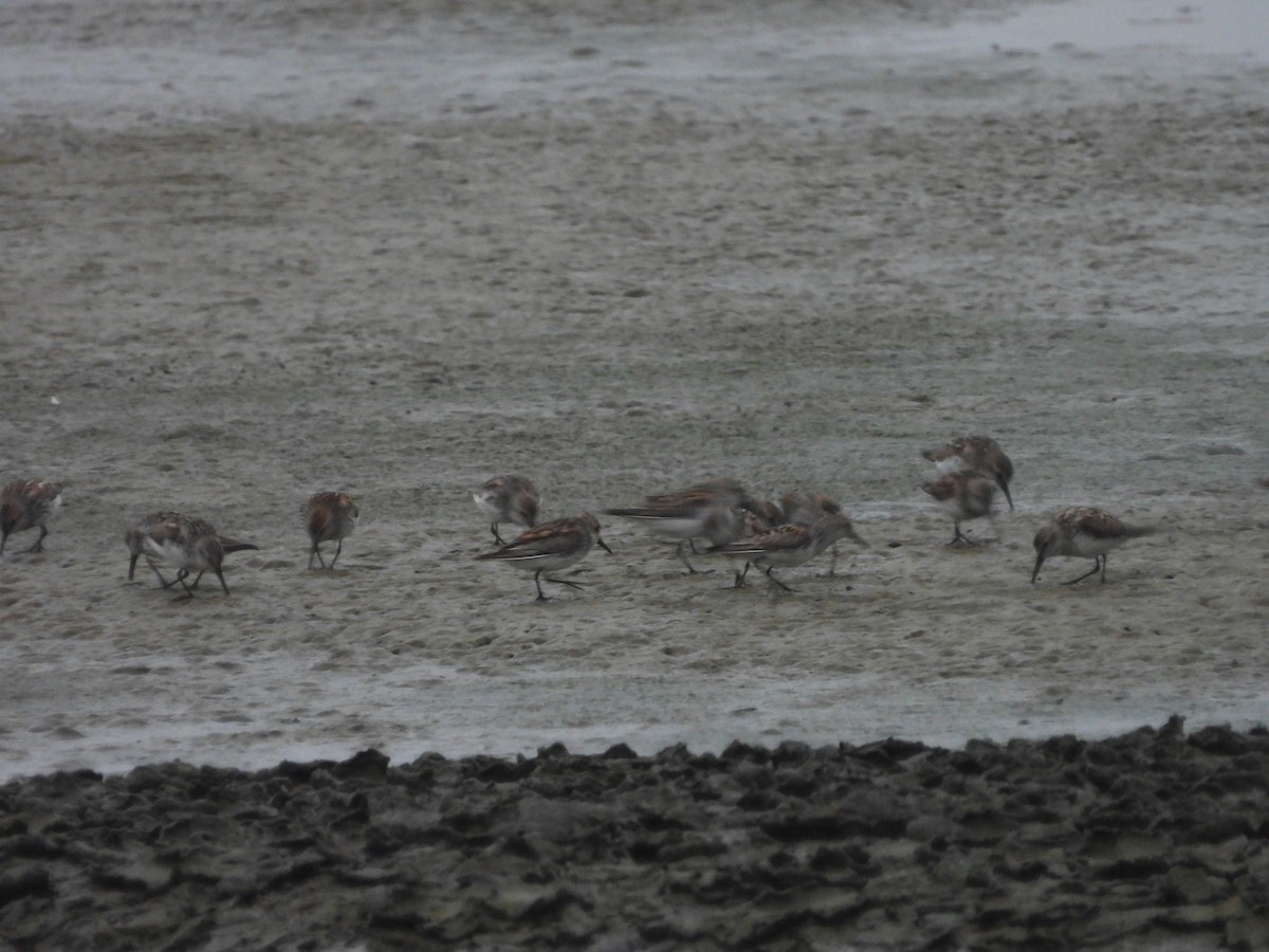 Western Sandpiper - ML638740271