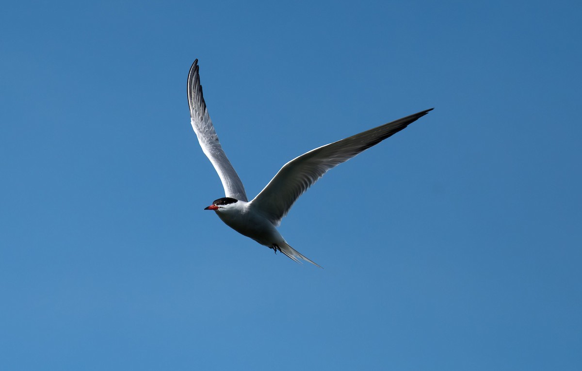 Common Tern - ML638740273