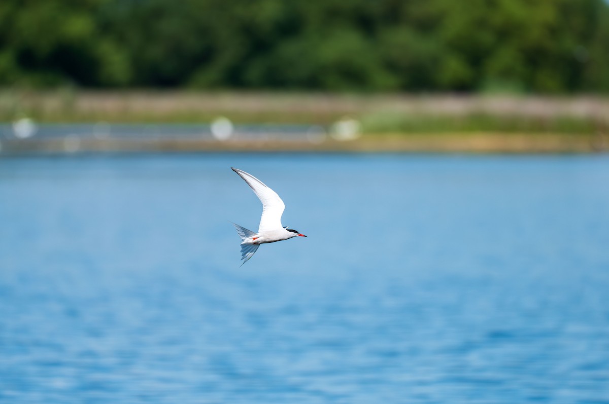 Common Tern - ML638740274
