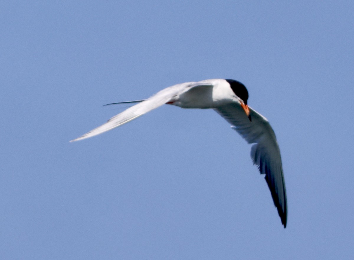 Forster's Tern - ML638740276