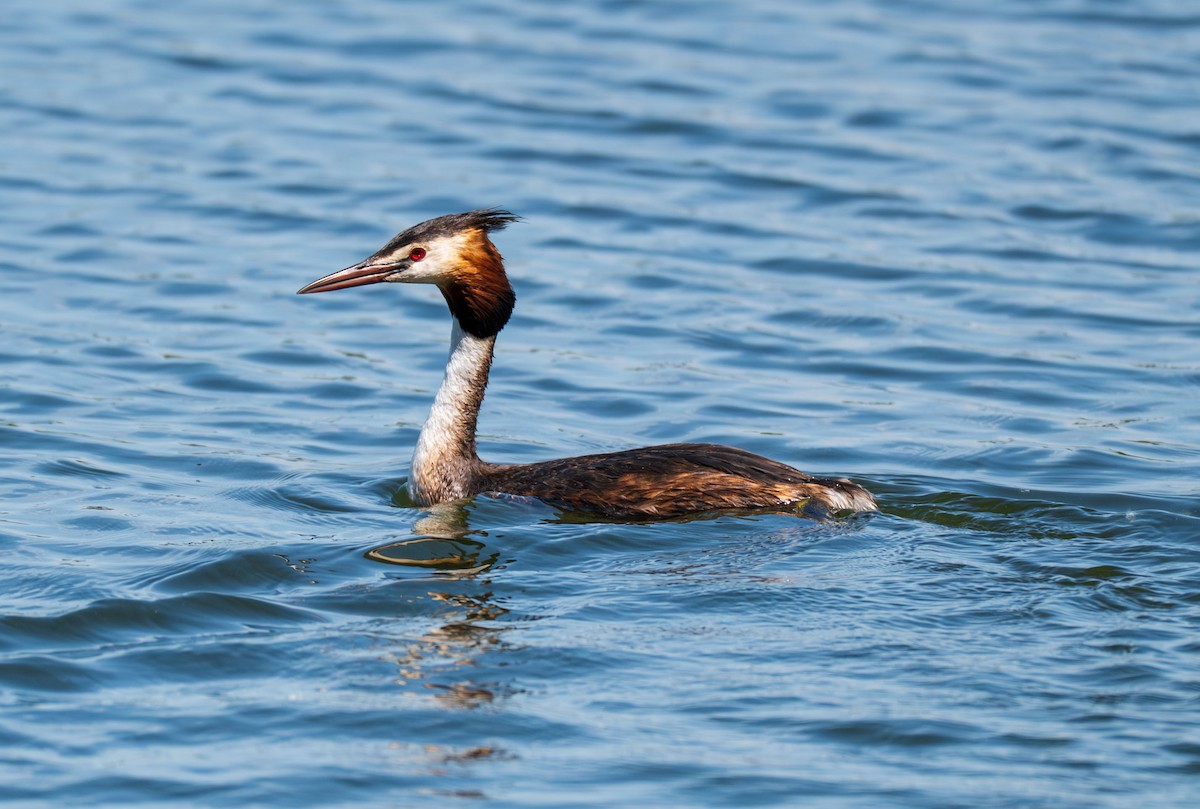 Great Crested Grebe - ML638740278