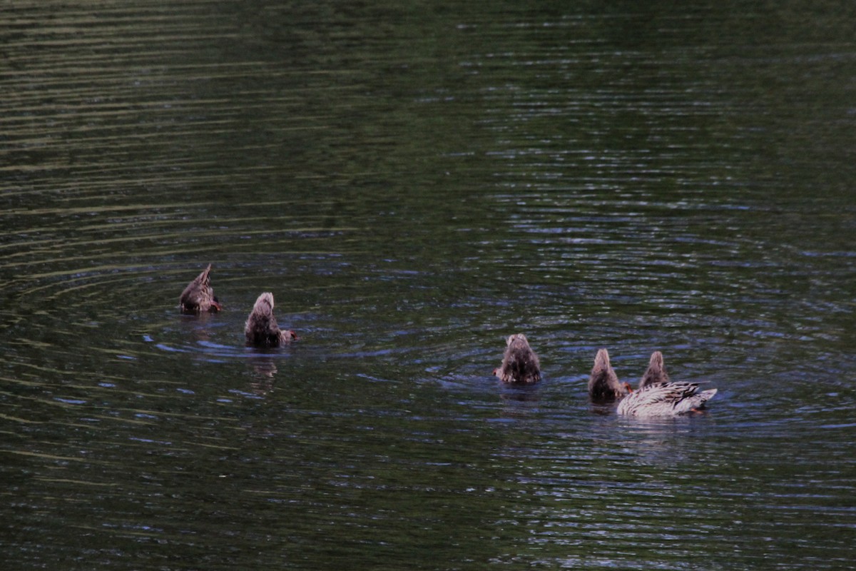 Mottled Duck - ML638740281