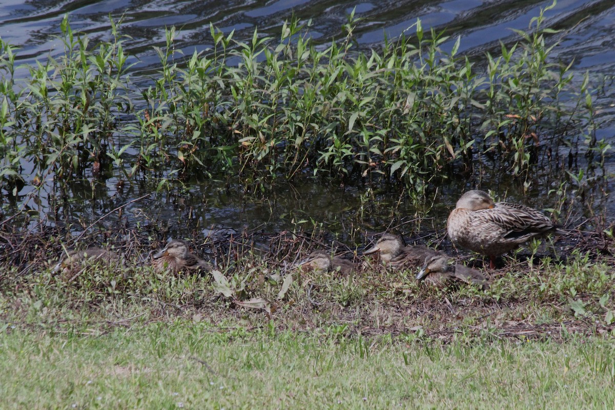 Mottled Duck - ML638740282
