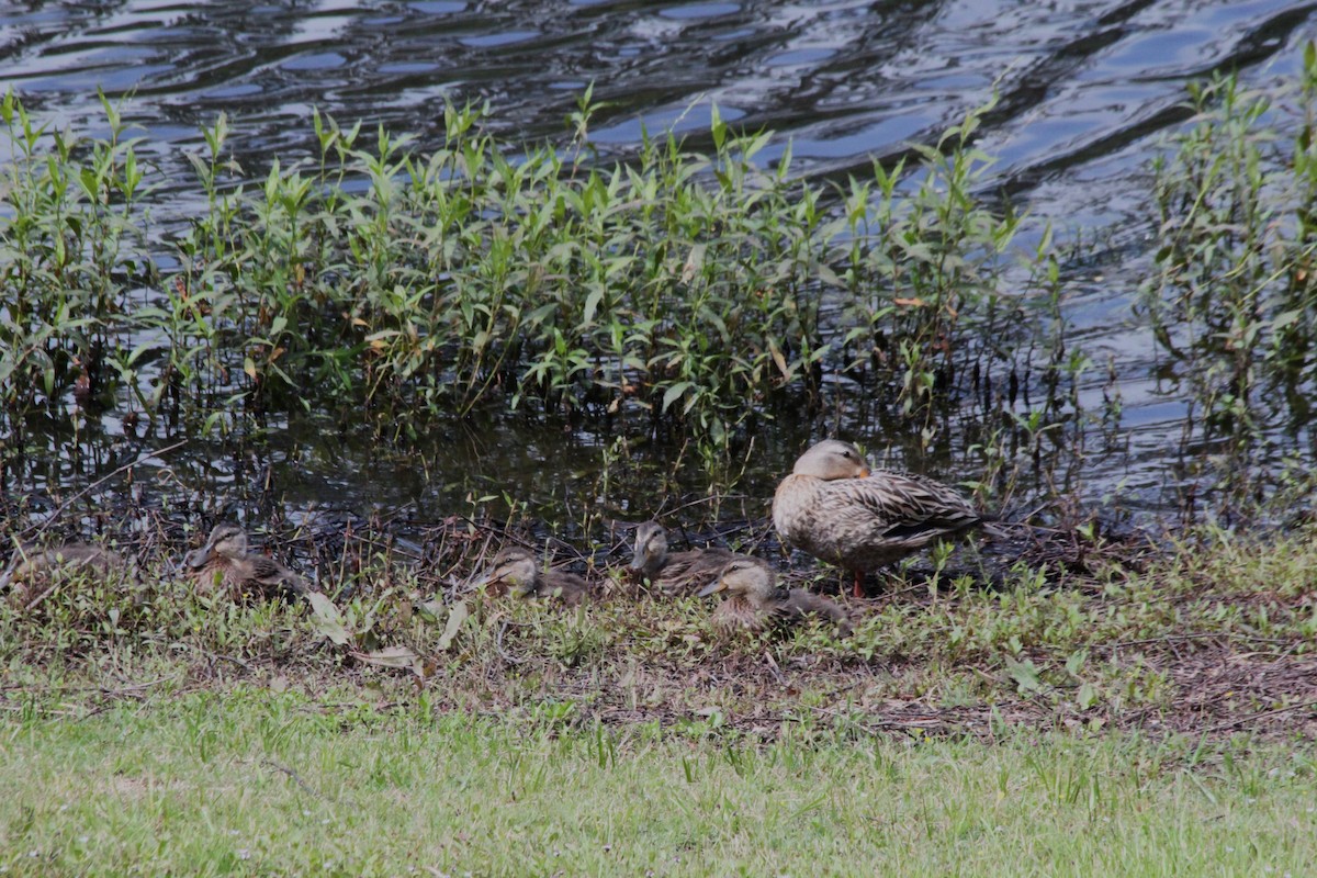 Mottled Duck - ML638740283