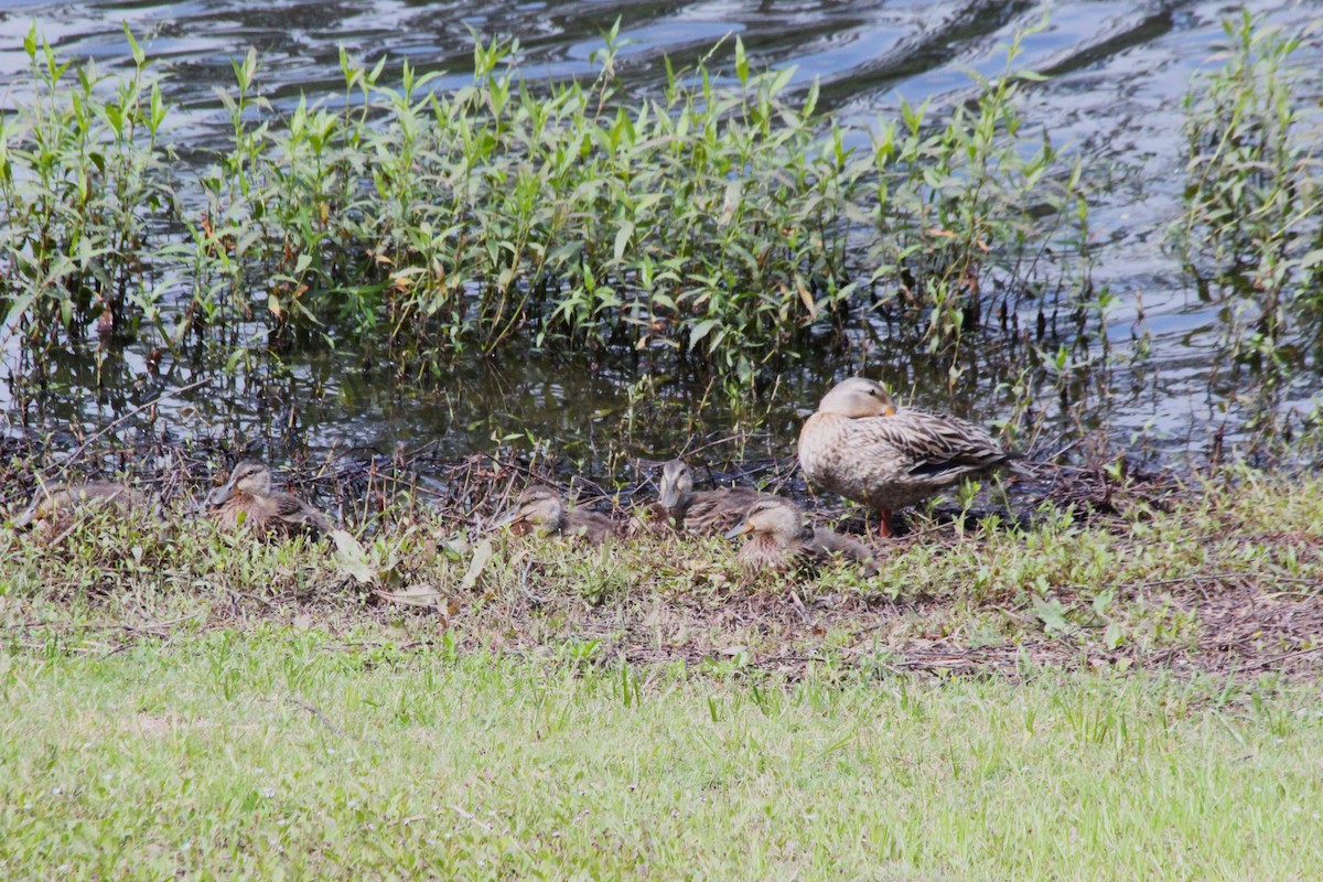 Mottled Duck - ML638740284