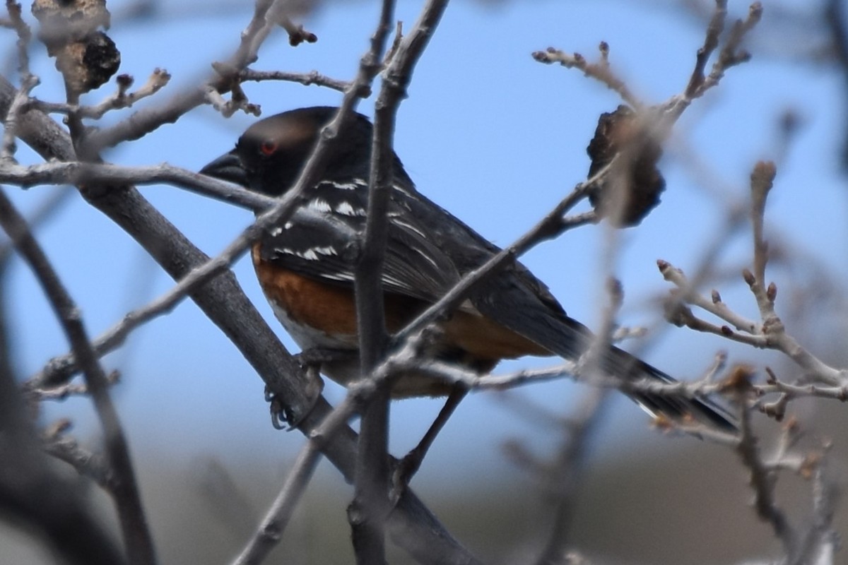 Spotted Towhee - ML638740285