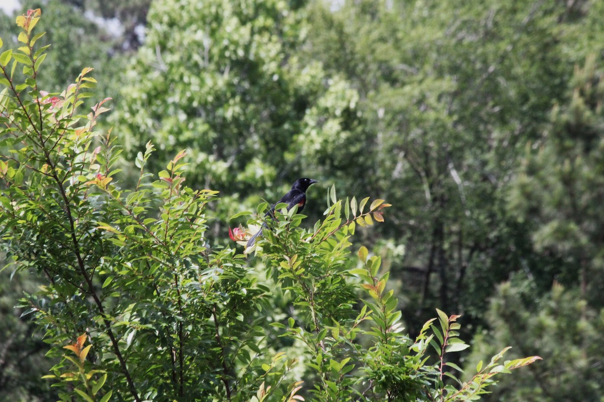 Red-winged Blackbird - ML638740336