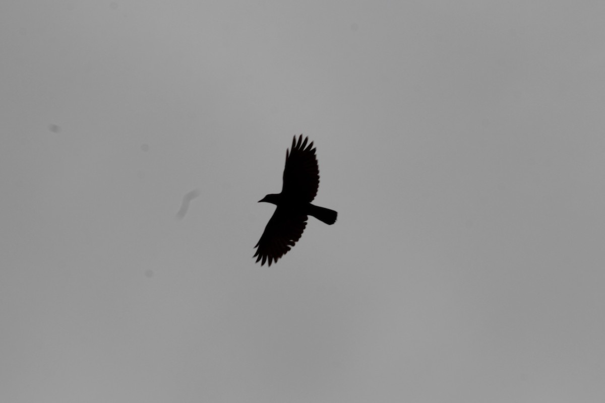 Fish Crow - ML638740344