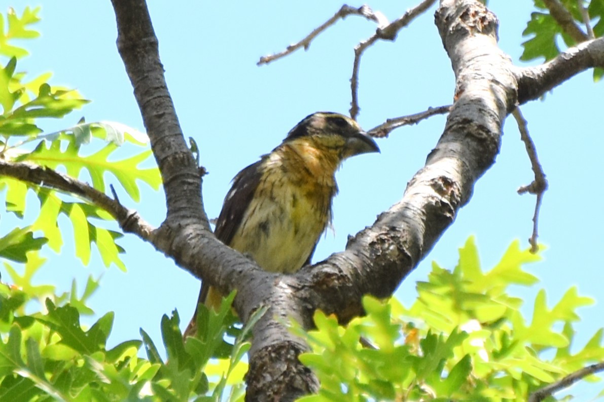 Black-headed Grosbeak - ML638740353