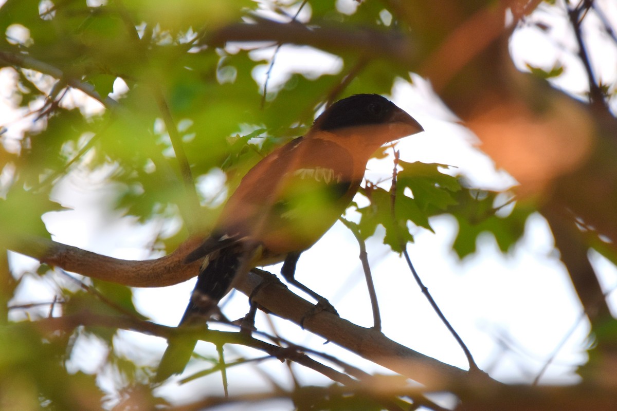 Black-headed Grosbeak - ML638740354