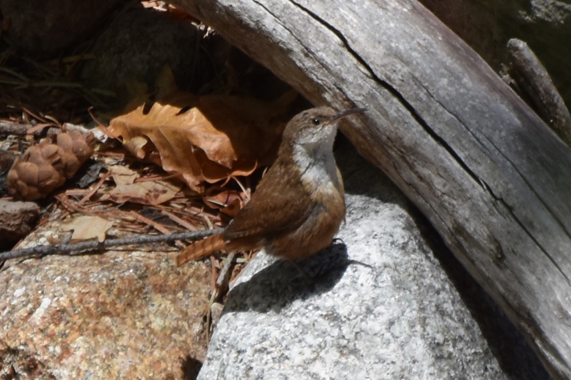 Canyon Wren - ML638740357