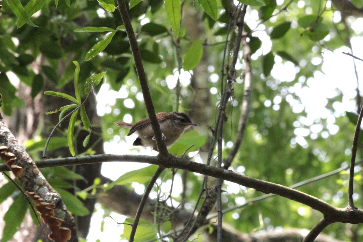 Carolina Wren - ML638740358