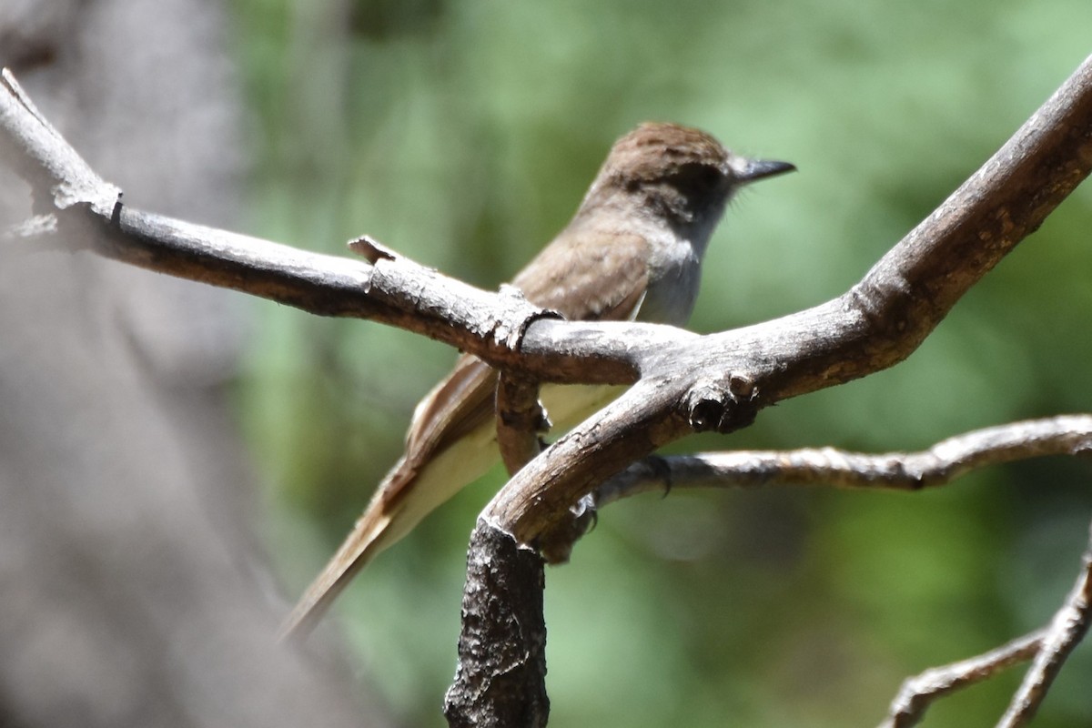 Dusky-capped Flycatcher - ML638740360