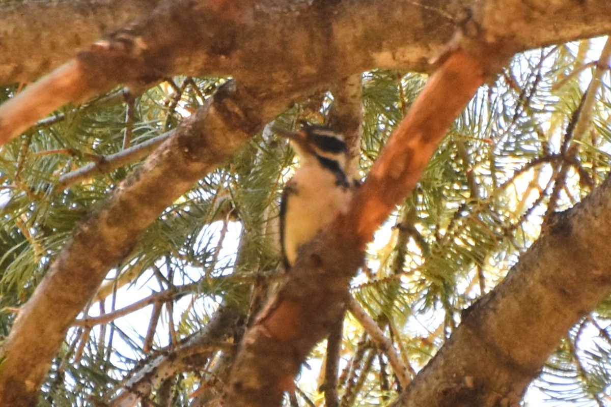 Hairy Woodpecker - ML638740362