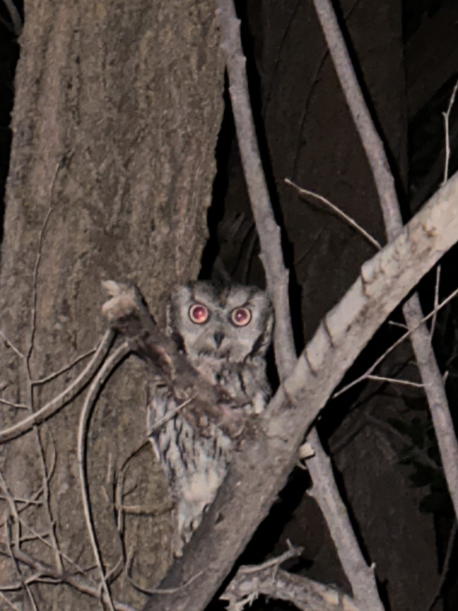 Western Screech-Owl - ML638740366