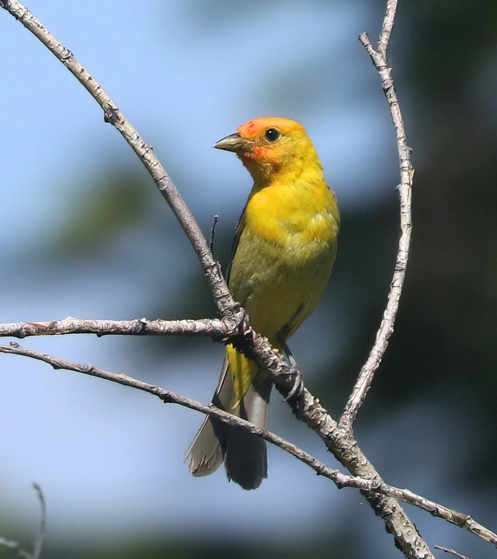 Western Tanager - ML638740368