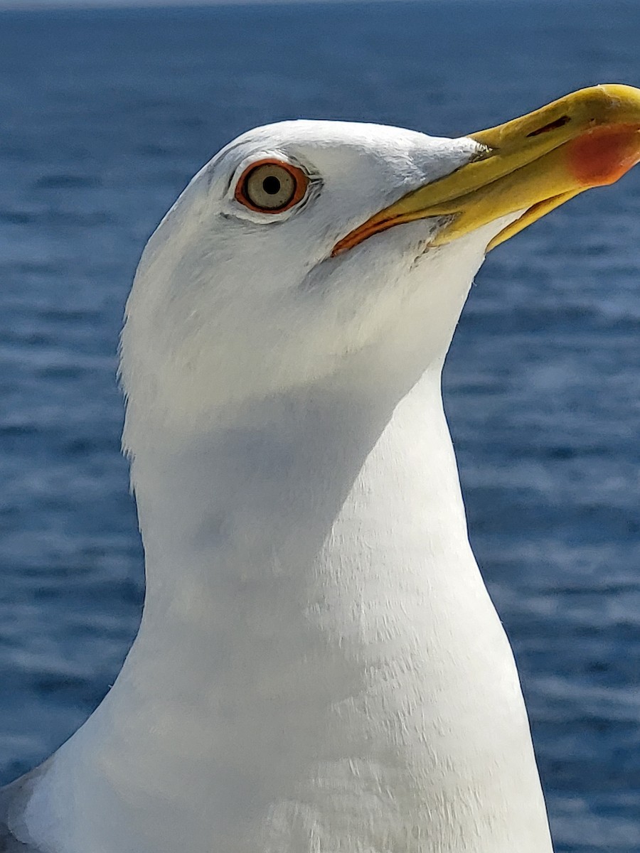 Yellow-legged Gull - ML638740369