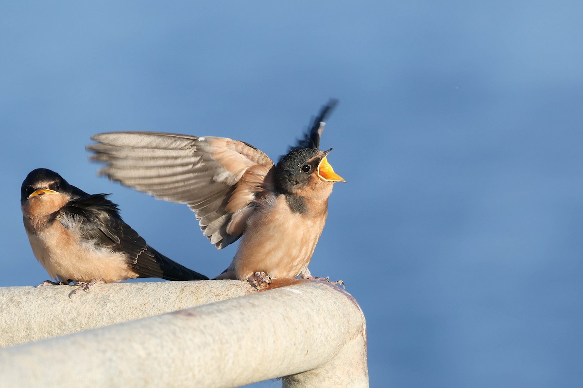 Barn Swallow - ML638740371