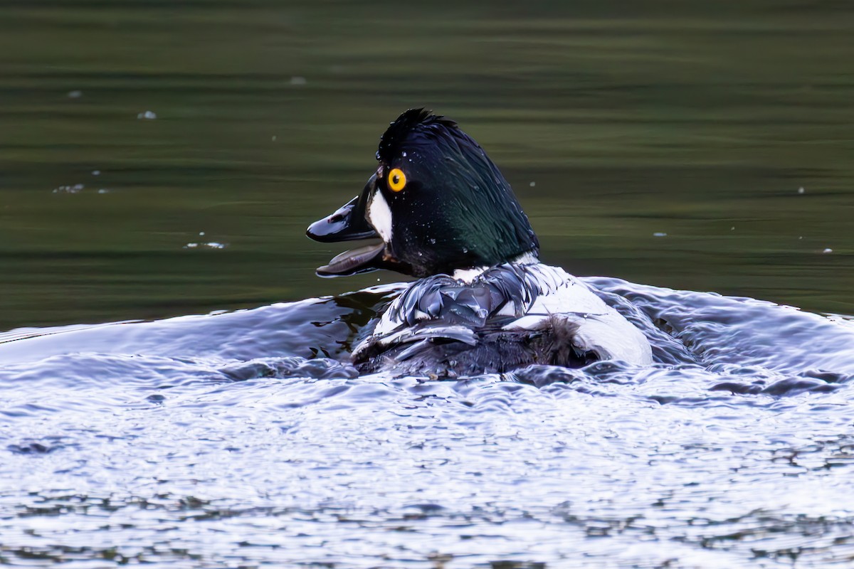 Common Goldeneye - ML638740382