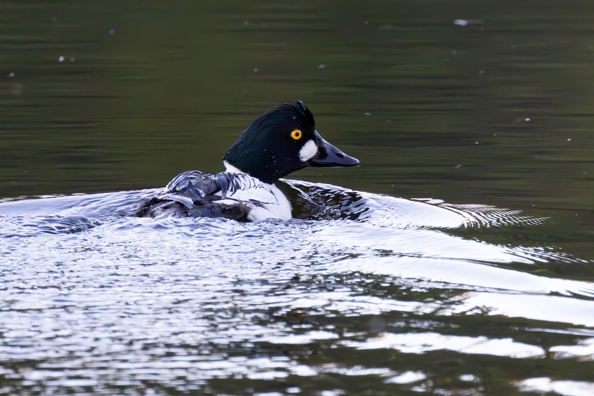 Common Goldeneye - ML638740383