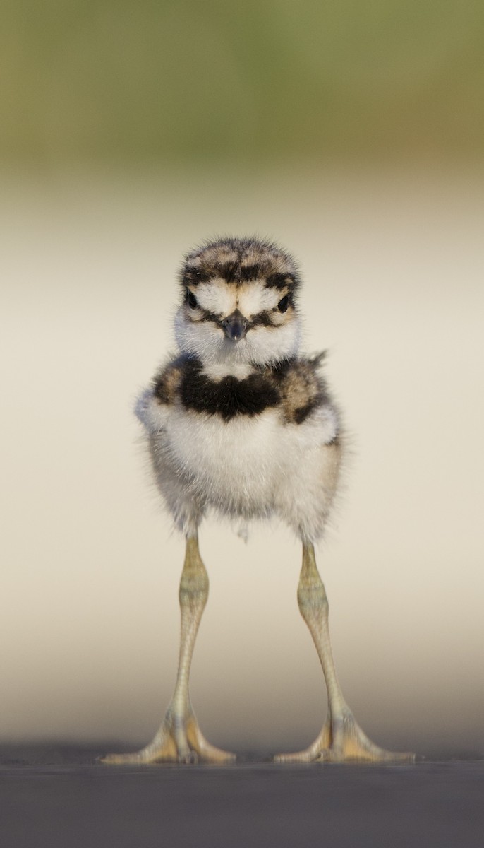 Killdeer - ML638740384