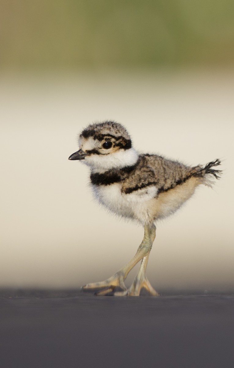 Killdeer - ML638740385