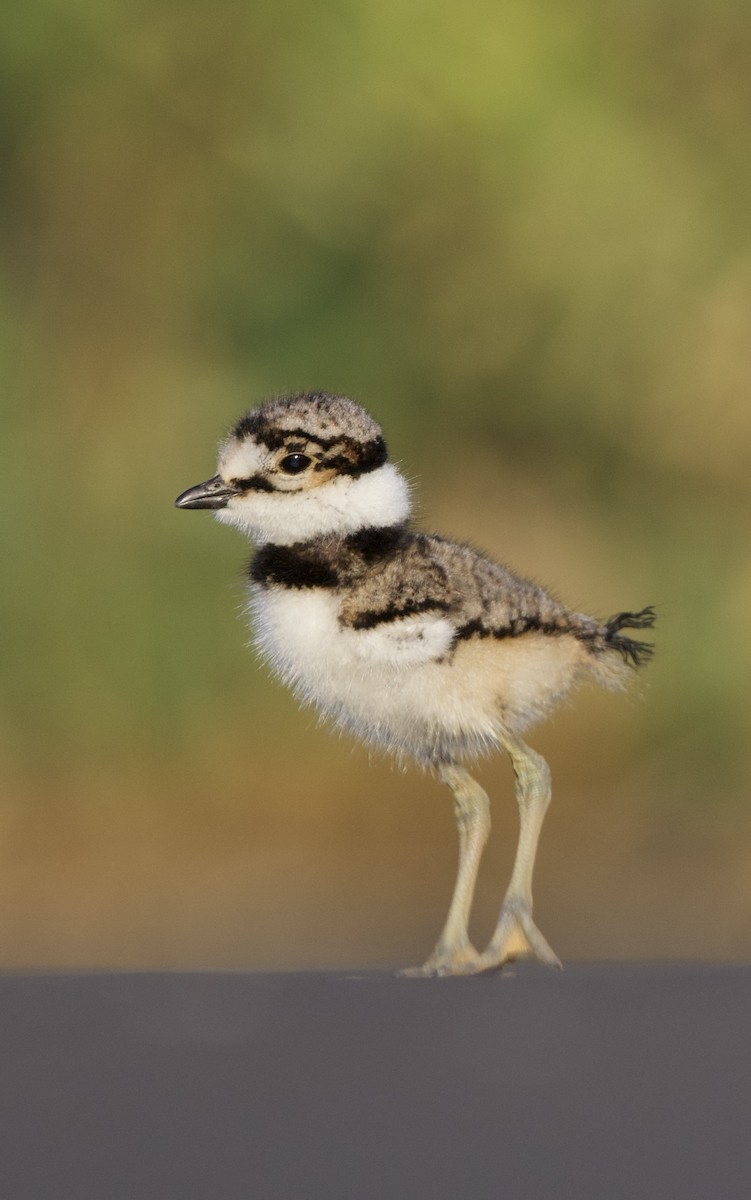 Killdeer - ML638740386