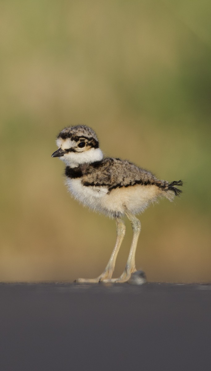 Killdeer - ML638740387