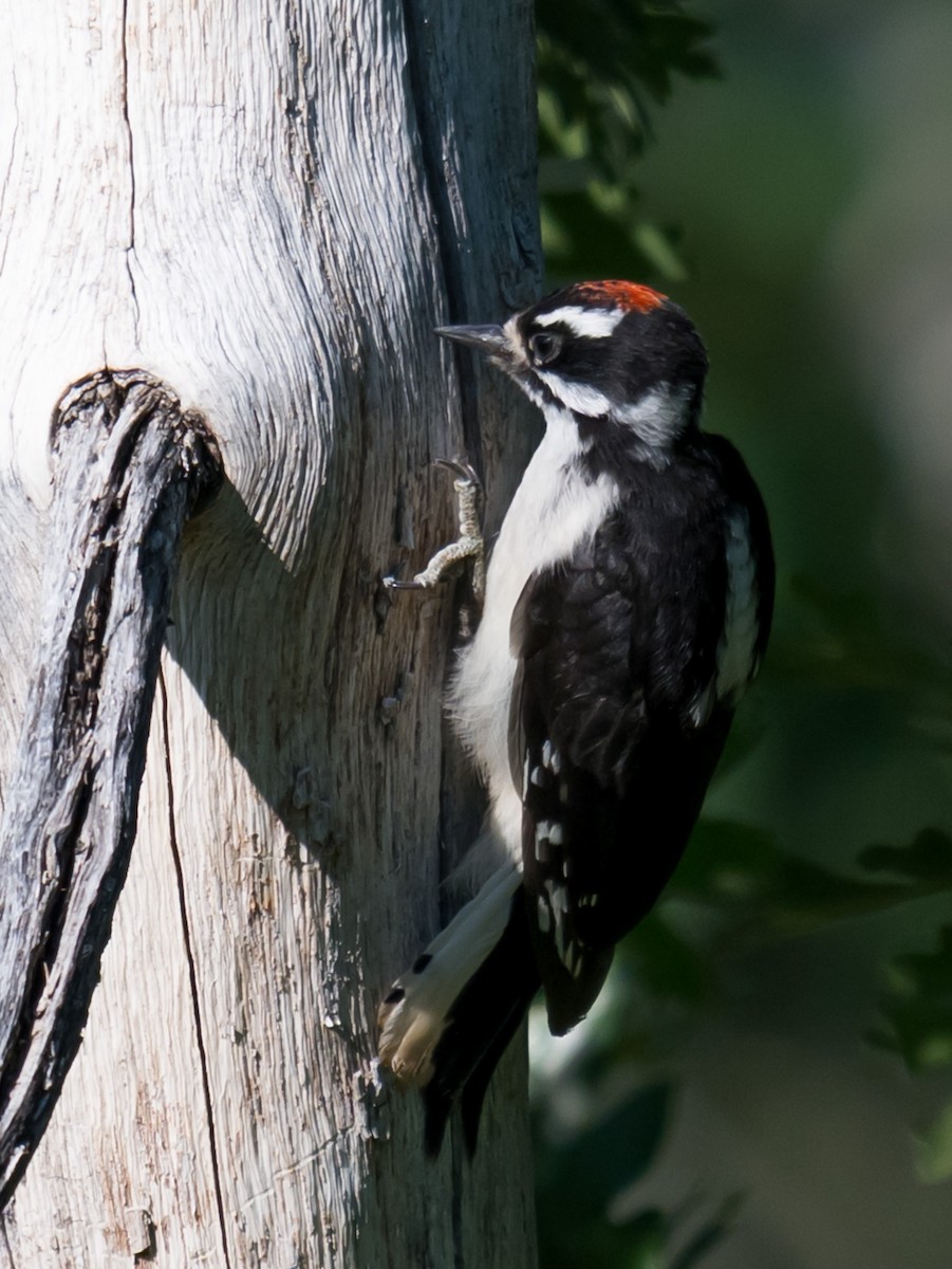 Hairy Woodpecker - ML638740389