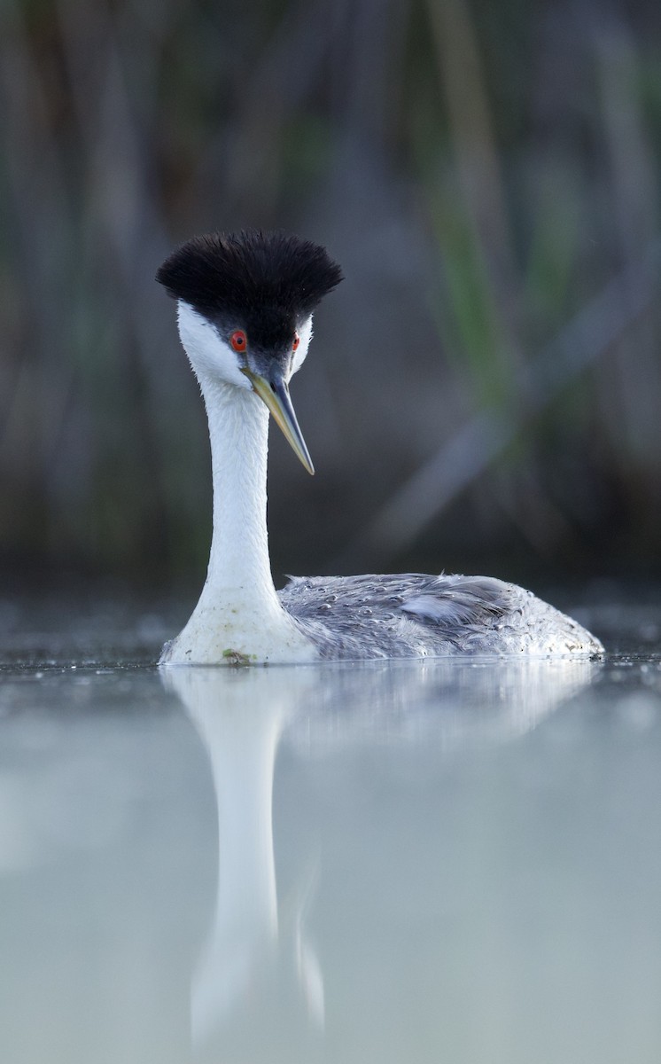 Western Grebe - ML638740390
