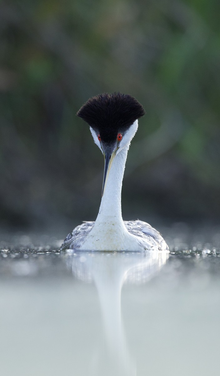 Western Grebe - ML638740392